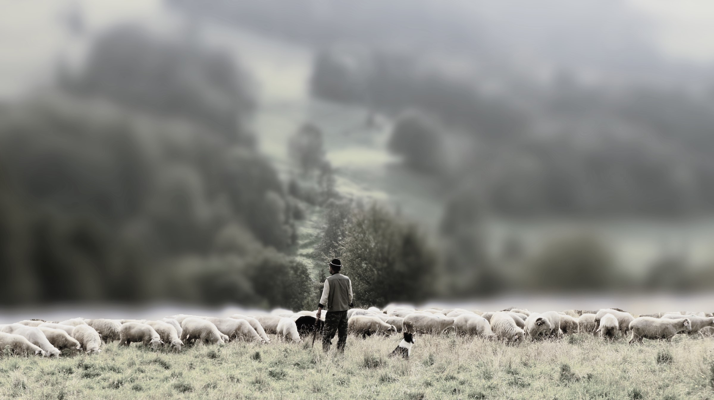 Interim Shepherd Training